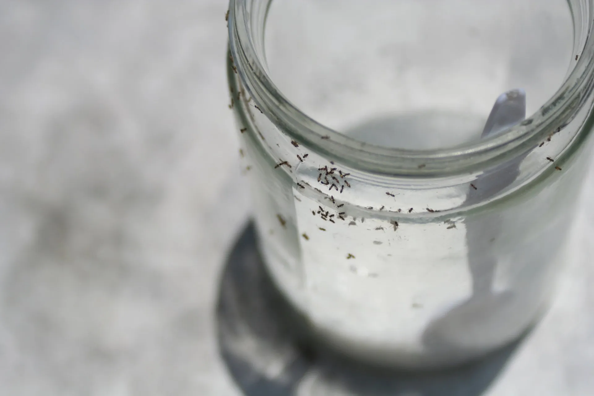 Dealing with Odorous House Ants (AKA Sugar Ants) in Bellingham and Whatcom County