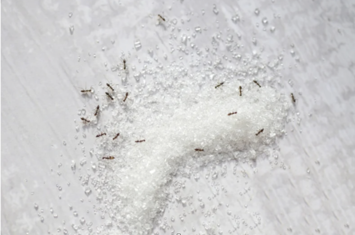 Odorous House Ants in the Bathroom: What You Need to Know