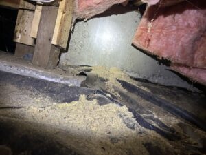 Carpenter ant damage in Bellingham, WA