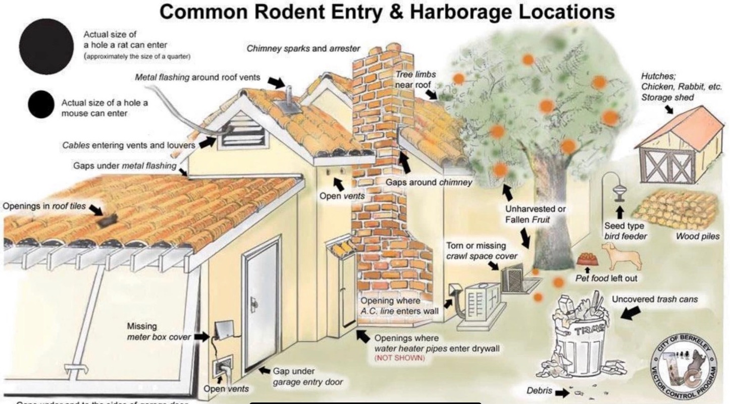 Rodent Entry Points