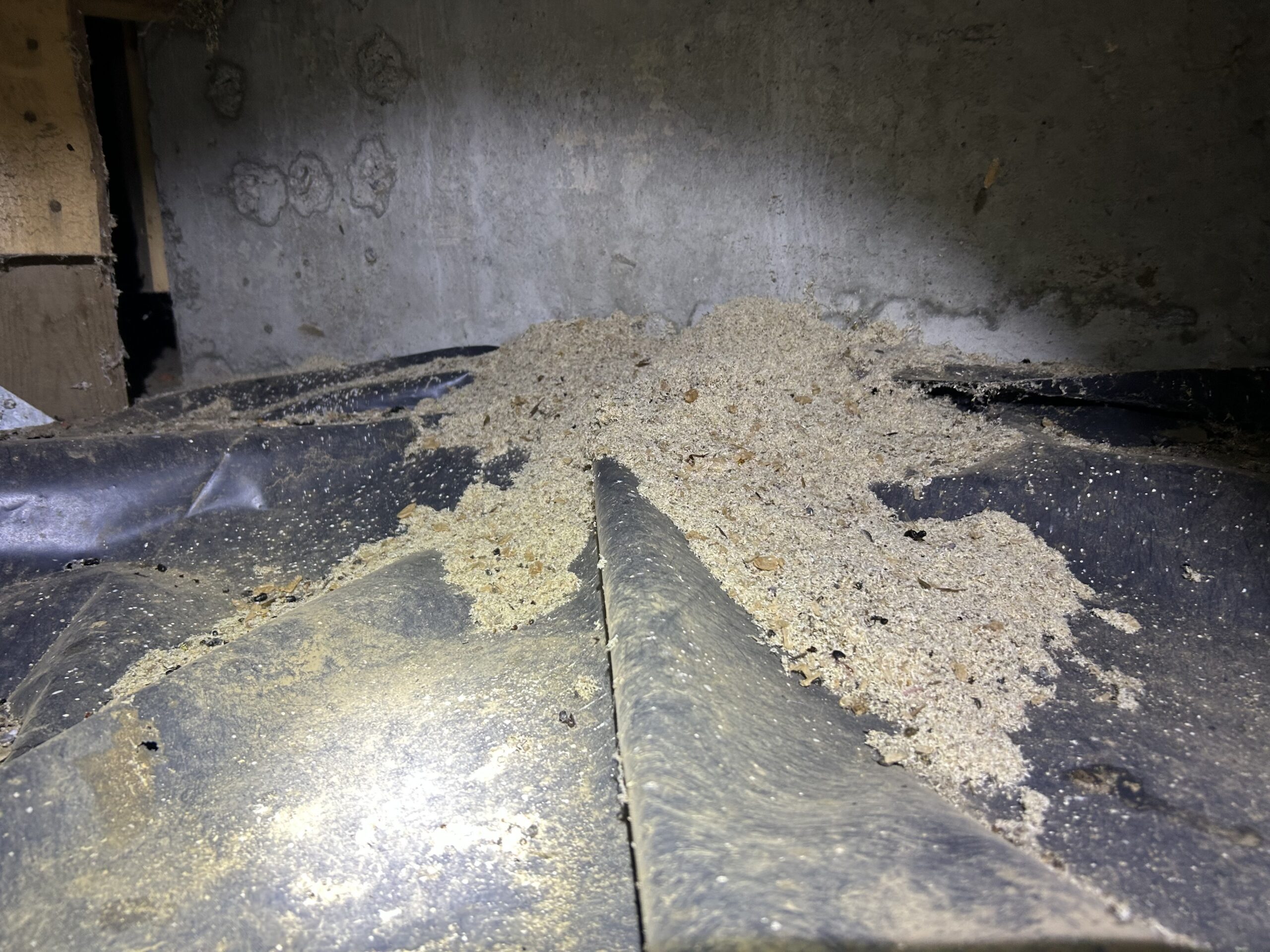 carpenter ant damage