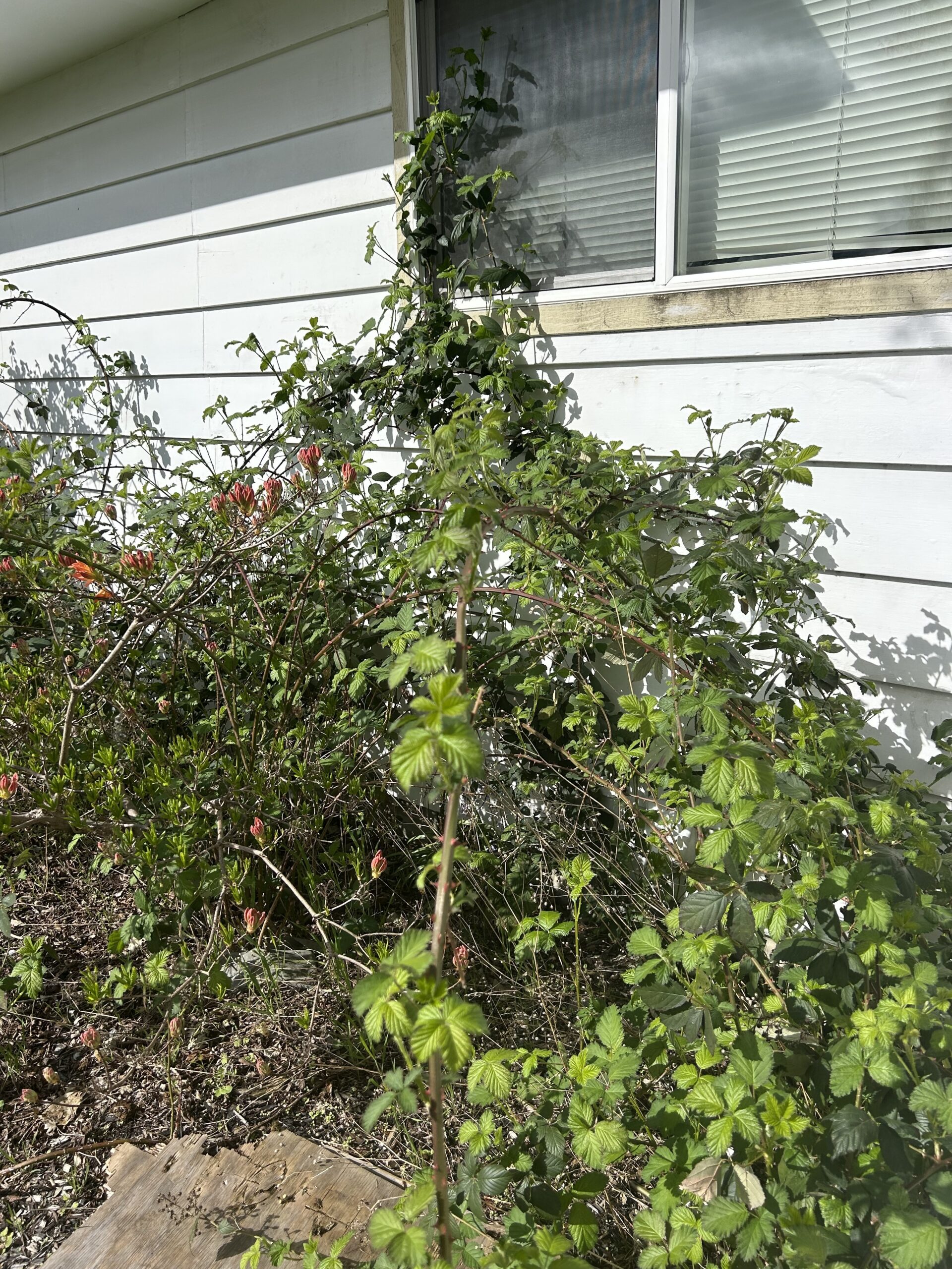 integrated pest management