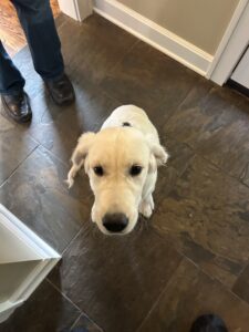 Customer pets - new puppy visiting