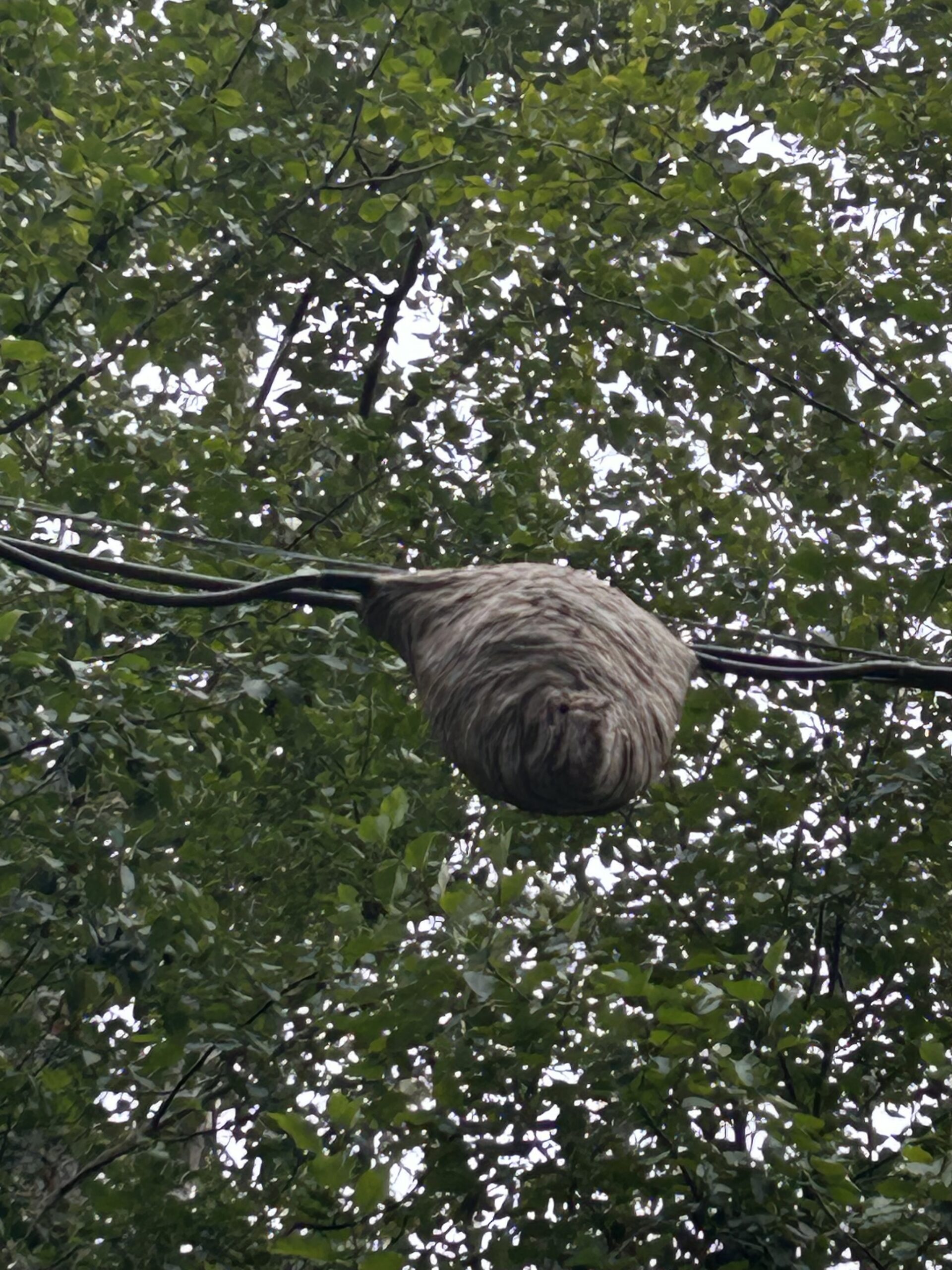 Hornets near phone line